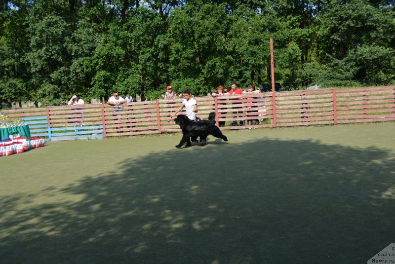 Фото: ньюфаундленд Belkonder-Club Black Baileys (Белкондер-Клаб Блэк Бейлиз)