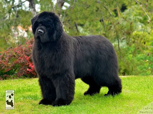 Фото: ньюфаундленд King of Helluland Obvious Choice