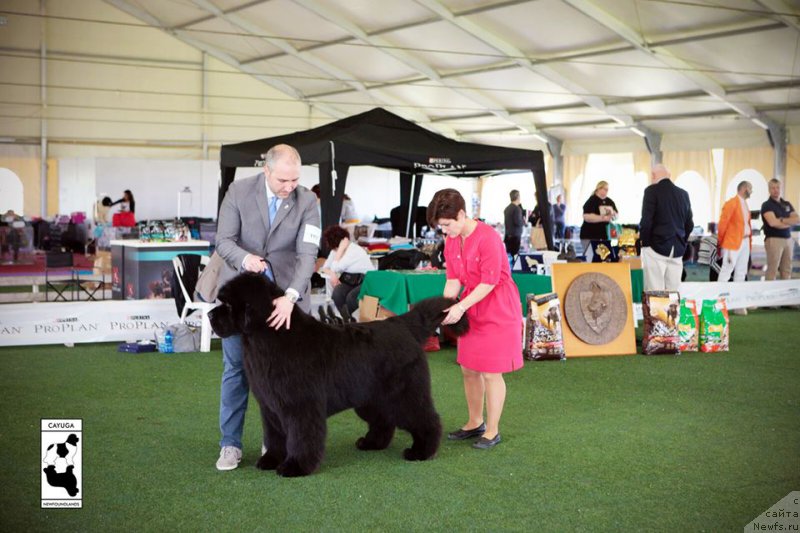 Фото: ньюфаундленд King of Helluland Obvious Choice