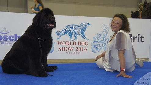 Фото: ньюфаундленд Tsentr Mirozdaniya iz Arkaima (Центр Мироздания из Аркаима), Anna Kovalyova (Анна Ковалёва)