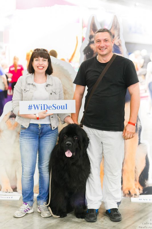 Фото: ньюфаундленд Chernaya Mafia Ace in the Hole (Черная Мафия Асе ин тхе Холе)