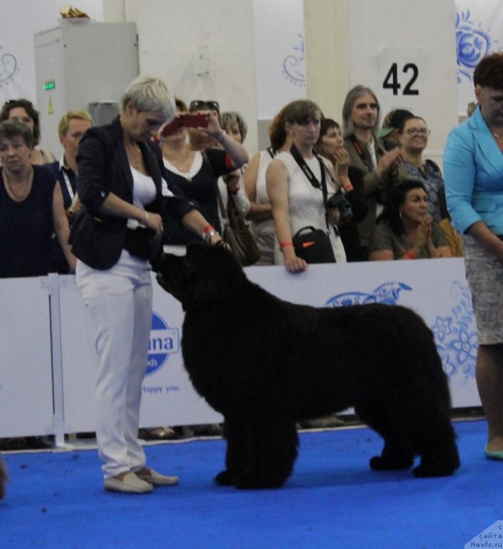 Фото: ньюфаундленд Raymond Best in Show, Nina Bazulina (Нина Базулина)