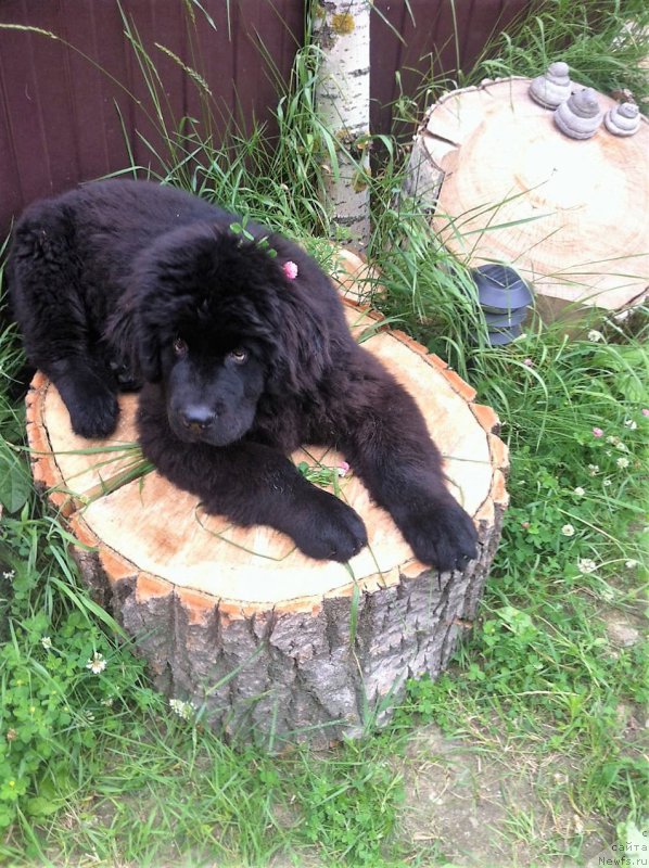 Фото: ньюфаундленд Perun is Antagrada (Перун из Антаграда)