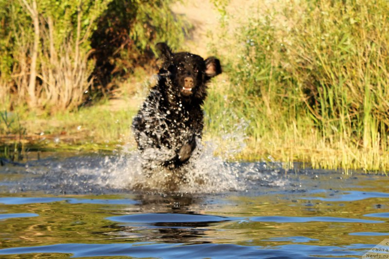Фото: ньюфаундленд CHernyiy Balu Zaznoba Dushi Moey (Черный Балу Зазноба Души Моей)