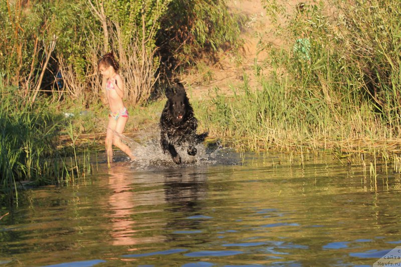Фото: ньюфаундленд CHernyiy Balu Zaznoba Dushi Moey (Черный Балу Зазноба Души Моей)