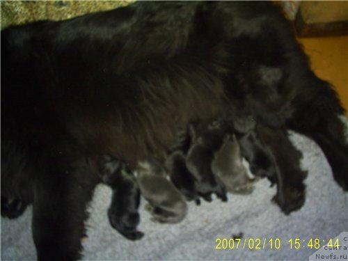 Фото: ньюфаундленд Cayuga Jackpot, ньюфаундленд Charovnitsa   iz Medvejyego Yara (Чаровница из Медвежьего Яра)