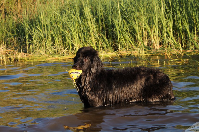 Фото: ньюфаундленд CHernyiy Balu Zaznoba Dushi Moey (Черный Балу Зазноба Души Моей)