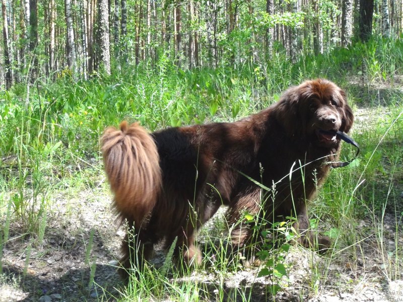 Фото: ньюфаундленд N'yufort Vivian (Ньюфорт Вивиан)