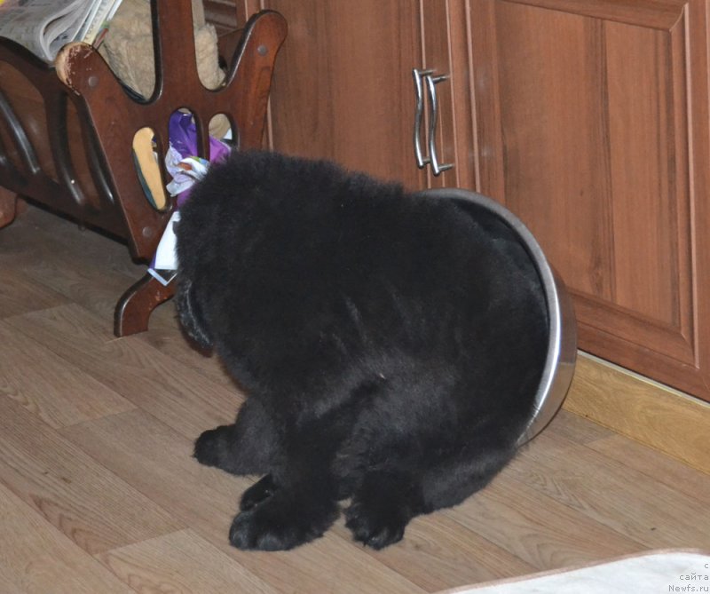 Фото: ньюфаундленд CHernyiy Balu Istvud Moguchiy (Черный Балу Иствуд Могучий)