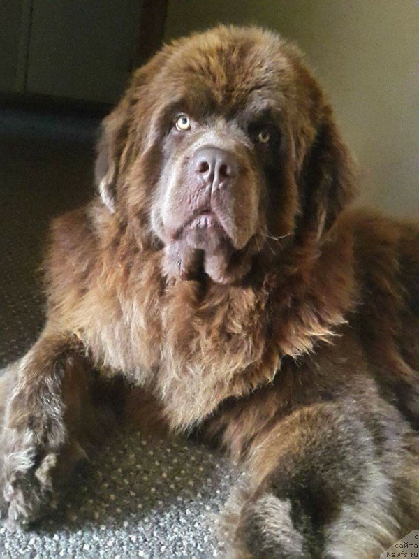 Фото: ньюфаундленд Brownblood MSK Hayes Hago (Браунблад МСК Хаиес Хаго)