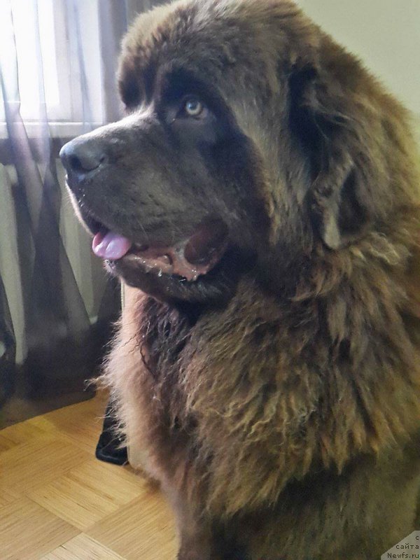 Фото: ньюфаундленд Brownblood MSK Hayes Hago (Браунблад МСК Хаиес Хаго)