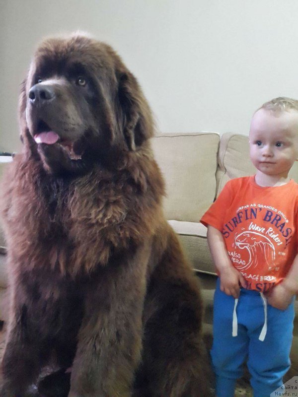 Фото: ньюфаундленд Brownblood MSK Hayes Hago (Браунблад МСК Хаиес Хаго)