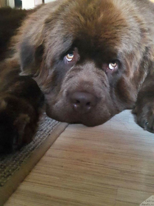 Фото: ньюфаундленд Brownblood MSK Hayes Hago (Браунблад МСК Хаиес Хаго)