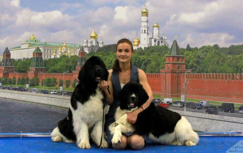 Фото: ньюфаундленд Akvian Song Kiss from Rouz (Аквиан Сонг Кисс Фром Роуз), ньюфаундленд Akvian Song Rosemary (Аквиан Сонг Розмари), Kseniya Novikova (Ксения Новикова)