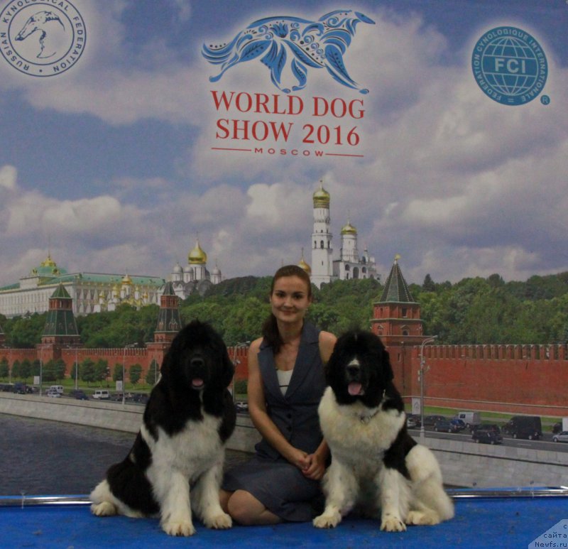 Фото: ньюфаундленд Akvian Song Kiss from Rouz (Аквиан Сонг Кисс Фром Роуз), ньюфаундленд Akvian Song Rosemary (Аквиан Сонг Розмари), Kseniya Novikova (Ксения Новикова)