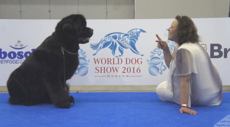 Фото: ньюфаундленд Tselogo Mira Malo iz Arkaima (Целого Мира Мало из Аркаима), Anna Kovalyova (Анна Ковалёва)