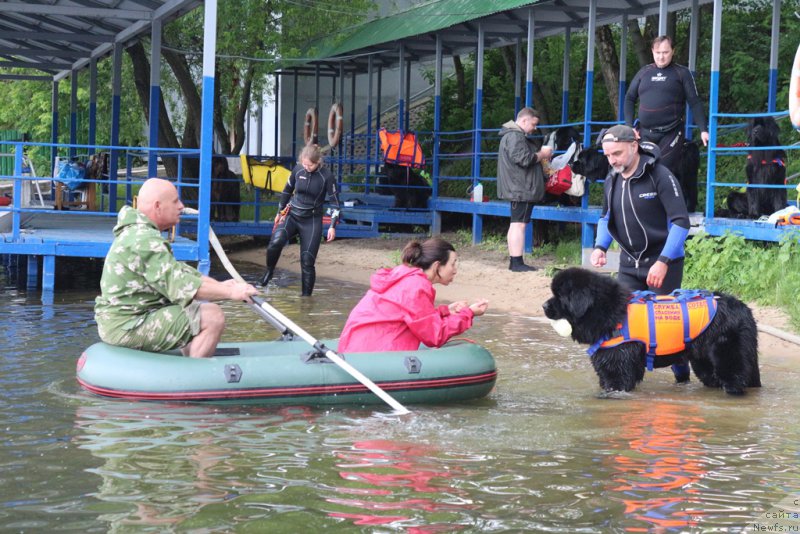 Фото: ньюфаундленд Ermak s Berega Dona (Ермак с Берега Дона)