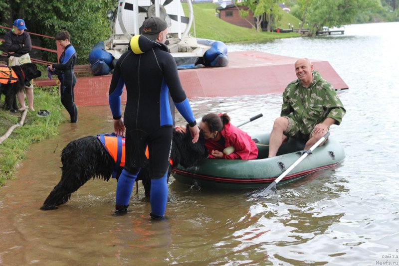 Фото: ньюфаундленд Ermak s Berega Dona (Ермак с Берега Дона), Aleksandr Burmistrov (Александр Бурмистров)