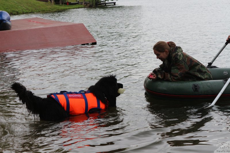 Фото: ньюфаундленд Sent Djons Larel Leolanda (Сент Джонс Ларель Леоланда), Tat'yana Rozanova (Татьяна Розанова)