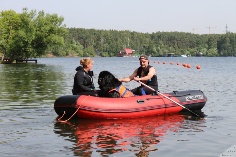 Фото: Antonina CHigvinceva (Антонина Чигвинцева), ньюфаундленд Toptyzhka Geroy Nashego Vremeni (Топтыжка Герой Нашего Времени)