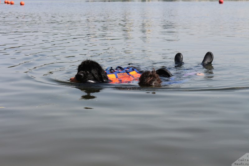 Фото: ньюфаундленд Toptyzhka Galatea Morskaya Nereida (Топтыжка Галатея Морская Нереида)