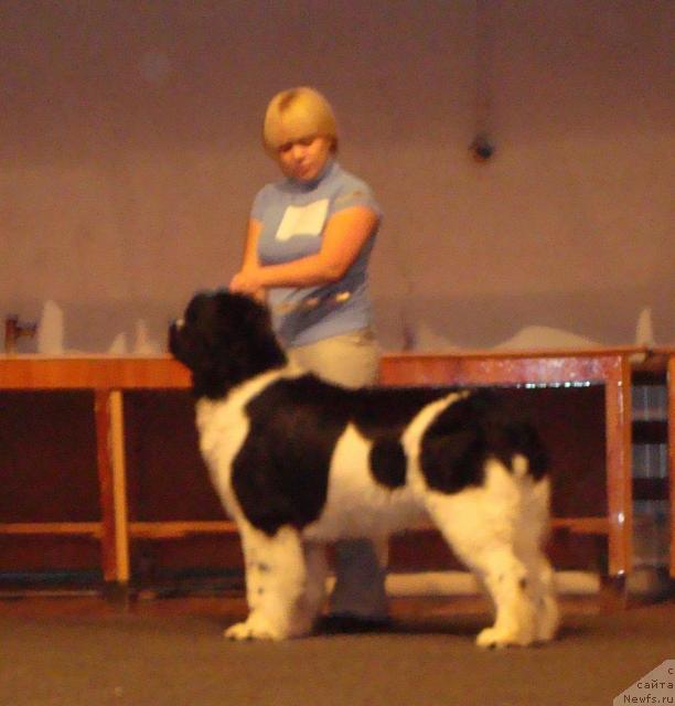 Фото: ньюфаундленд Mag Ispolin Infanta (Маг Исполин Инфанта)