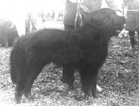 Фото: ньюфаундленд Egor Zlaul' Terra Nova (Егор Злауль Терра Нова)