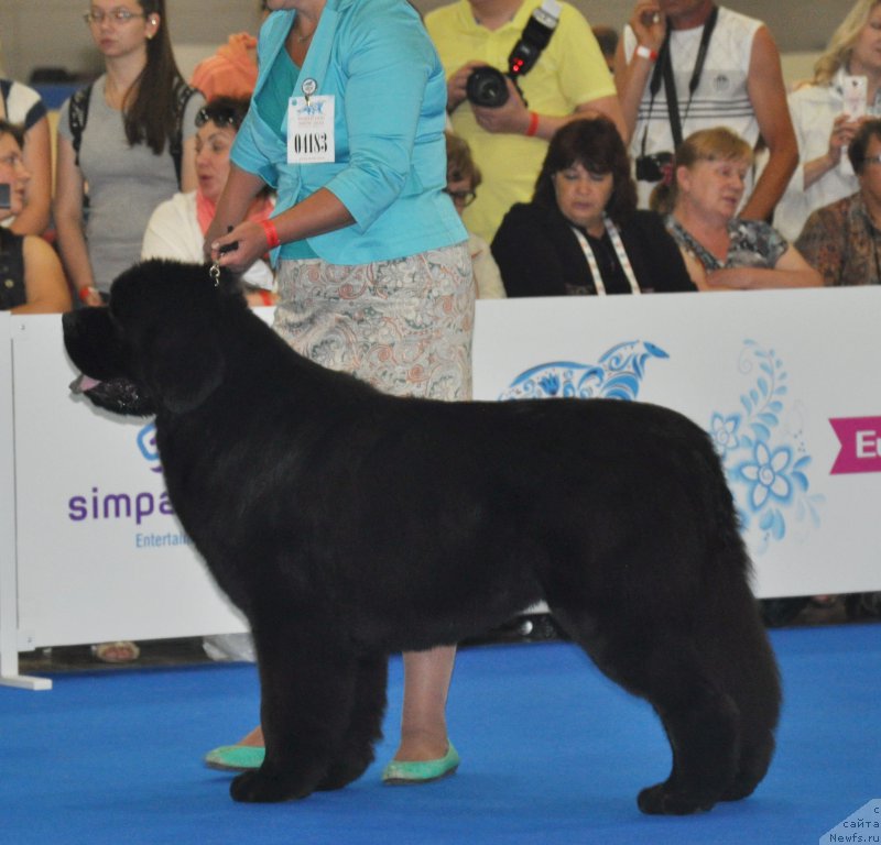 Фото: Varvara Ryibalova (Варвара Рыбалова), ньюфаундленд Ermak s Berega Dona (Ермак с Берега Дона)