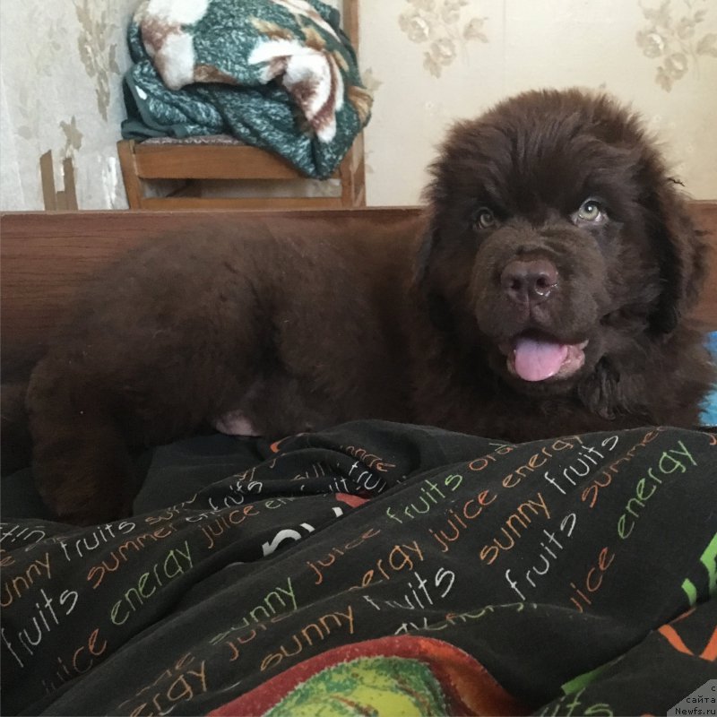 Фото: ньюфаундленд Braunblad MSK Ben-Ami Lon (Браунблад МСК Бен-Ами Лон)