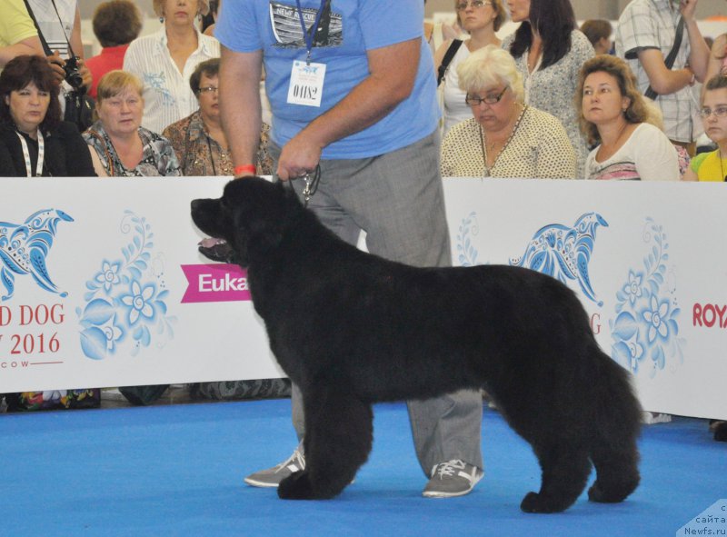 Фотография № 209514