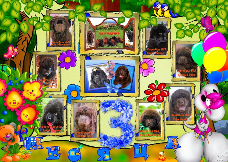 Фото: ньюфаундленд Velikiy Medved' Kameliya (Великий Медведь Камелия), ньюфаундленд Waterbear Arthur, ньюфаундленд Brownblood MSK Hakim Gold Haydar (Браунблад МСК Хаким Голд Хайдар), ньюфаундленд N'yufort Taym's Gold Aleksa (Ньюфорт Тайм'с Голд Алекса), ньюфаундленд Braunblad MSK Bel' YEsta Mari (Браунблад МСК Бель Эста Мари), ньюфаундленд Braunblad MSK Ben-Ami Lon (Браунблад МСК Бен-Ами Лон), ньюфаундленд Braunblad MSK Berta Lenora (Браунблад МСК Берта Ленора), ньюфаундленд Braunblad MSK Betani YEys (Браунблад МСК Бетани Эйс), ньюфаундленд Braunblad MSK B'yart Archibal'd (Браунблад МСК Бьярт Арчибальд), ньюфаундленд Braunblad MSK Brem Berri (Браунблад МСК Брем Берри), ньюфаундленд Braunblad MSK Brennan Lois (Браунблад МСК Бреннан Лоис), ньюфаундленд Braunblad MSK Berta Lenora (Браунблад МСК Берта Ленора), Elena SHmeleva (Елена Шмелева)