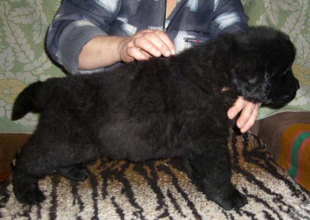 Фото: ньюфаундленд Kudesnik Zvezdnyiy (Кудесник Звездный)