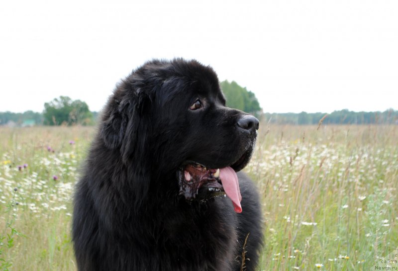 Фото: ньюфаундленд Kiper Soul Layon Hyeert (Кипер Соул Лайон Хэерт)