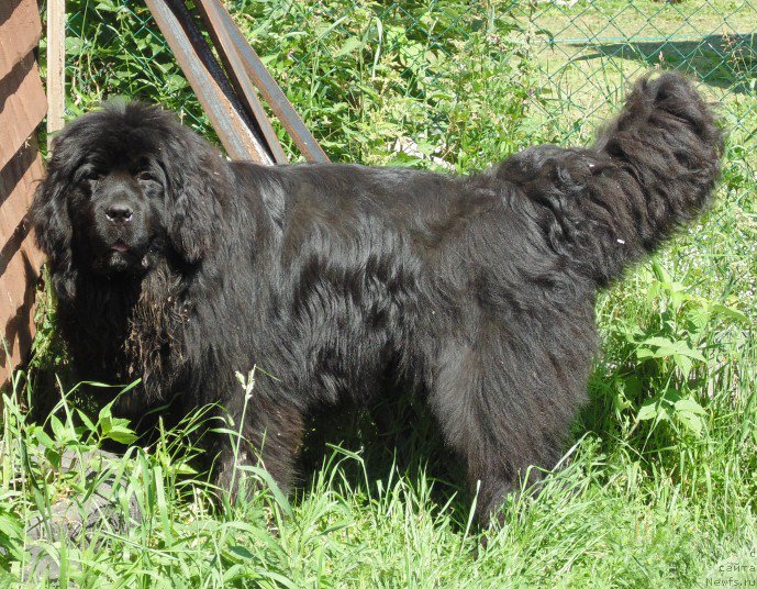 Фото: ньюфаундленд Super Premium Ular (Супер Премиум Улар)