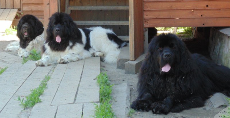 Фото: ньюфаундленд Super Premium Ular (Супер Премиум Улар)