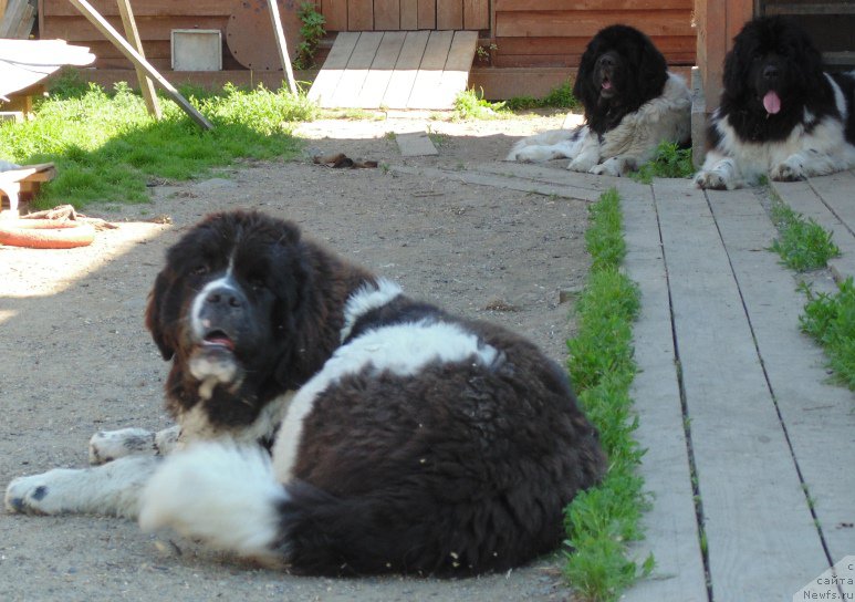 Фото: ньюфаундленд Baffi ot Karel'skih Medvedey (Баффи от Карельских Медведей)