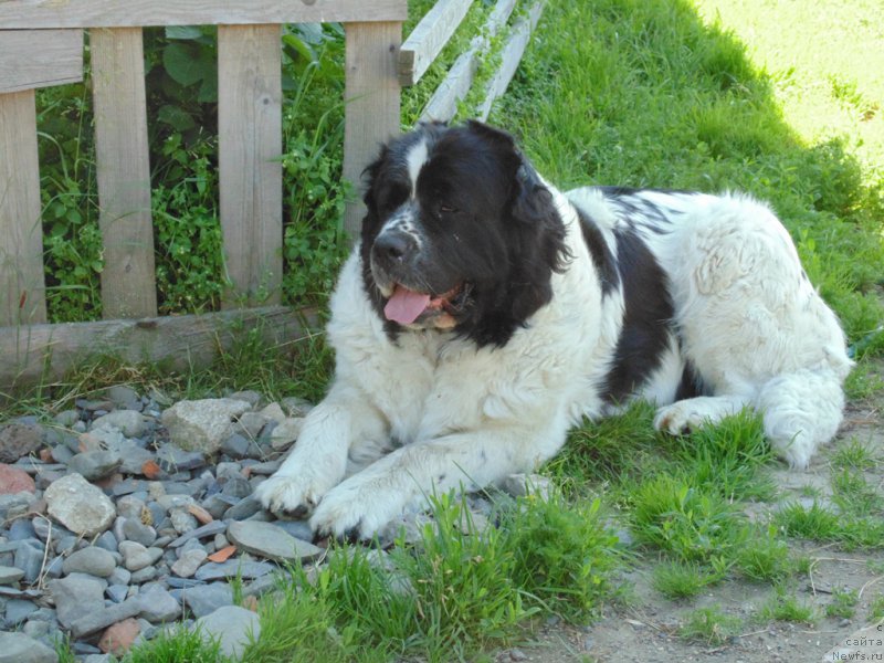 Фото: ньюфаундленд Mag Ispolin Morskaya Jemchujina (Маг Исполин Морская Жемчужина)