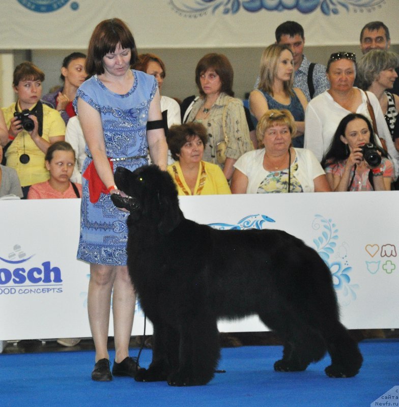 Фото: ньюфаундленд Fiamettahauz Fakt Favorit (Фиаметтахауз Факт Фаворит)