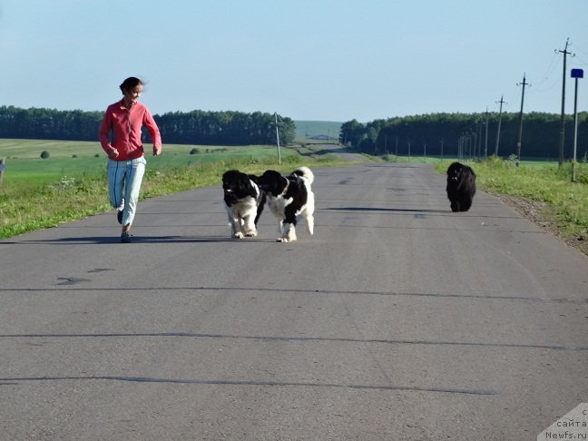 Фото: ньюфаундленд Akvian Song Kiss from Rouz (Аквиан Сонг Кисс Фром Роуз), ньюфаундленд N'yufort Carica Nochi (Ньюфорт Царица Ночи), Kseniya Novikova (Ксения Новикова), ньюфаундленд Akvian Song Rosemary (Аквиан Сонг Розмари)