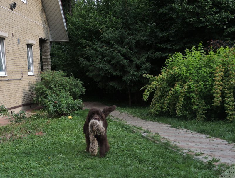 Фото: ньюфаундленд Funnewf Arktika (Фанньюф Арктика)