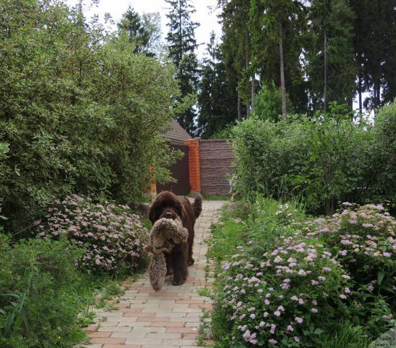 Фото: ньюфаундленд Funnewf Arktika (Фанньюф Арктика)