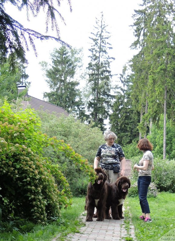 Фото: ньюфаундленд Aquatoriya Kelvin Heather Honey (Акватория Келвин Хизер Хани), ньюфаундленд Funnewf Arktika (Фанньюф Арктика), Ekaterina Benken (Екатерина Бенкен)