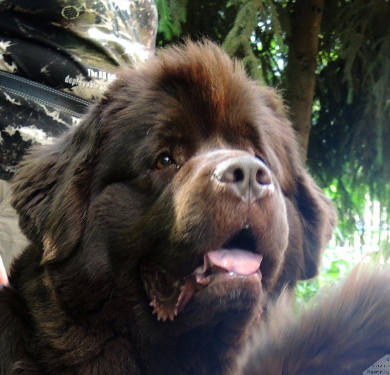 Фото: ньюфаундленд Aquatoriya Kelvin Heather Honey (Акватория Келвин Хизер Хани)