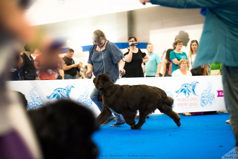 Фото: ньюфаундленд Aquatoriya Kelvin Heather Honey (Акватория Келвин Хизер Хани), Ekaterina Benken (Екатерина Бенкен)