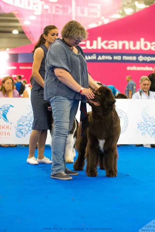 Фото: ньюфаундленд Aquatoriya Kelvin Heather Honey (Акватория Келвин Хизер Хани), Ekaterina Benken (Екатерина Бенкен)