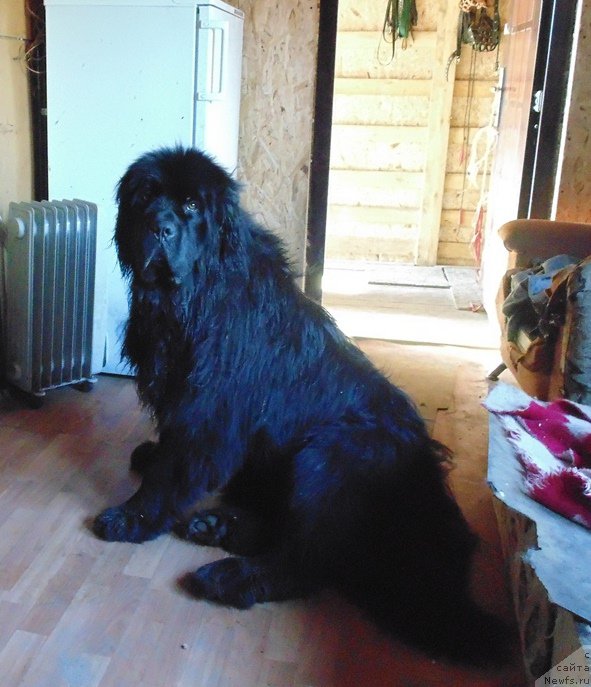 Фото: ньюфаундленд Super Premium Ular (Супер Премиум Улар)