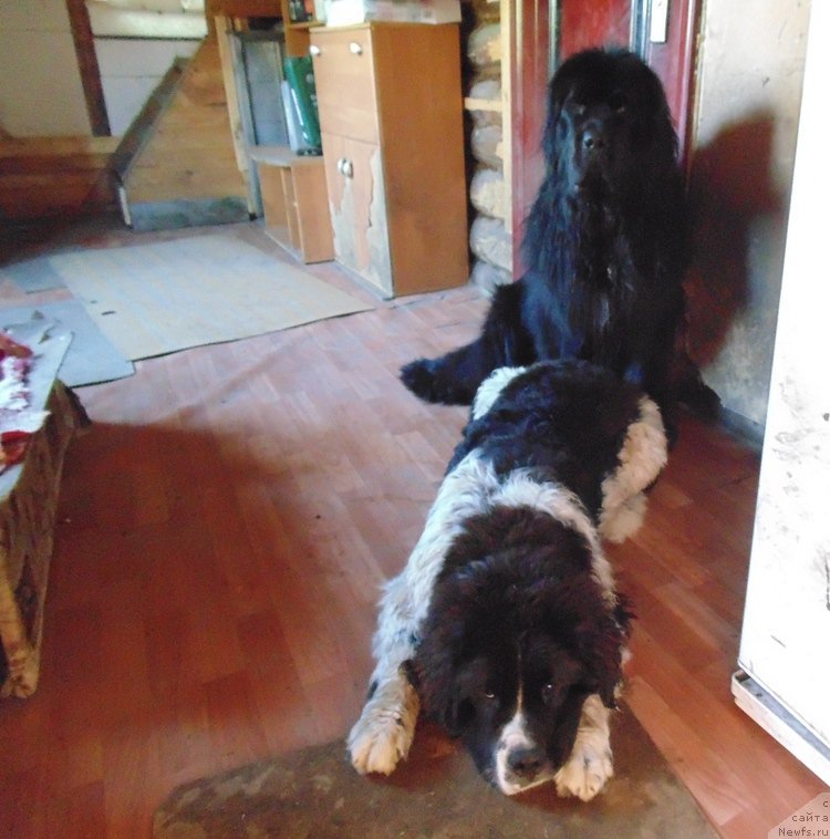 Фото: ньюфаундленд Baffi ot Karel'skih Medvedey (Баффи от Карельских Медведей)