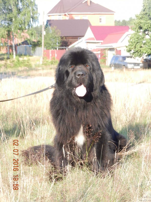 Фото: ньюфаундленд N'yu-Pom-SHir Bentli Grand (Нью-Пом-Шир Бентли Гранд)
