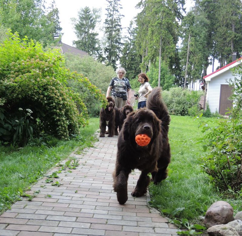 Фото: ньюфаундленд N'yufort Vasabi (Ньюфорт Васаби)