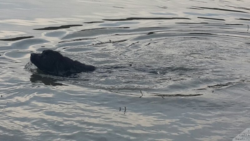 Фото: ньюфаундленд Selena Manolla Blanka (Селена Манолла Бланка)